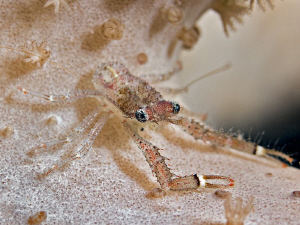 Tiny lobster (galathea balssi) on soft coral, about 1cm (... by Henry Jager 
